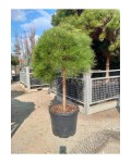Pinus nigra Brepo on shtambe